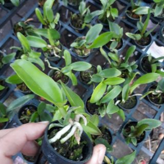 Cattleya cây giống hoa xổ