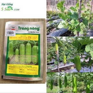 Hạt Giống Bầu sao F1 - Thiên Thanh TN 197 ( 1,3gr ~ 10 hạt ) Trang Nông