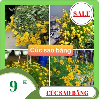 Hạt giống hoa cúc sao băng 100 hạt