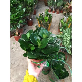 Cây Trường sinh