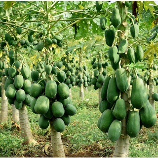 Hạt Giống Đu Đủ Siêu Lùn (540) 20 Hạt