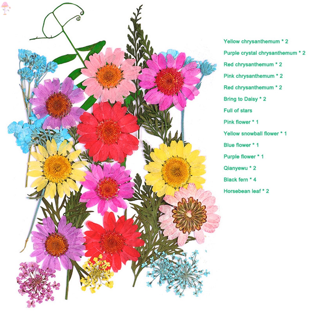 Hoa Khô Ép Nhiều Màu Sắc Dùng Trang Trí Quà Tặng DIY