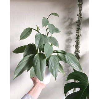 Chậu cứng Trầu bà kiếm bạc Philodendron Hastatum
