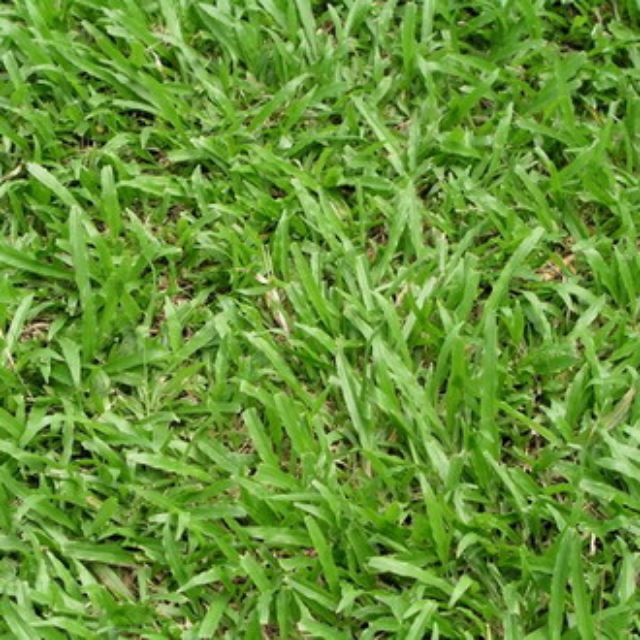 Hạt giống cỏ lá gừng 100gam