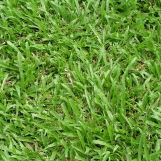 Hạt giống cỏ lá gừng 500gam