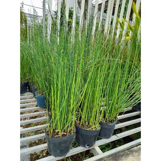 Thiền Trúc  ko lá chậu  lớn