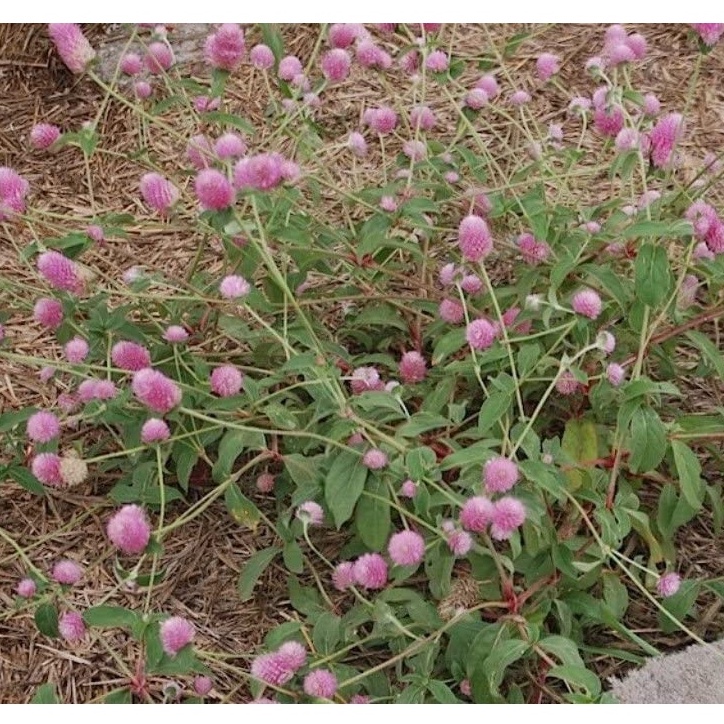Hạt giống hoa BÁCH NHẬT HỒNG ĐỎ Globe, Hoa hồng cắt cành tuyệt vời, cắm tươi hoặc sấy khô.