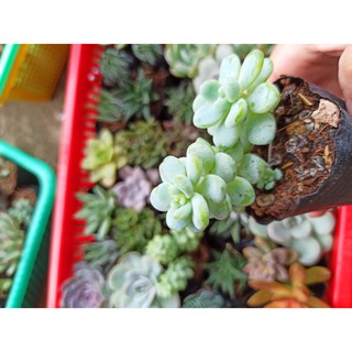 Sen đá sỏi thiên thanh (Đọc mô tả) Sedum clavatum