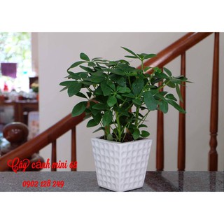 CÂY NGŨ GIA BÌ ĐỂ BÀN CHẬU SỨ