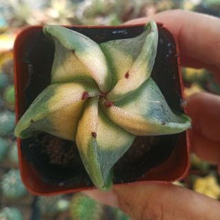 Xương rồng Astro vàng