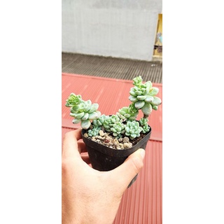 Sen đá sỏi thiên thanh size to