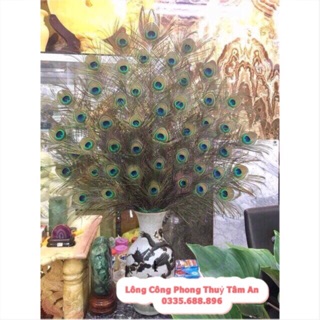 ( MẮT TO ) Lông công 90 - 100cm phong thuỷ thật 100%