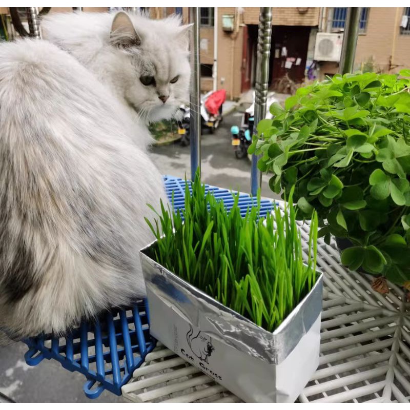 Cỏ Mèo Tự Trồng Cat Star - 1 Gói