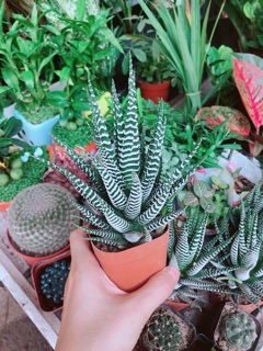 Chậu Móng Rồng