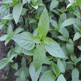 Hạt giống rau quế - Hạt giống rau húng quế