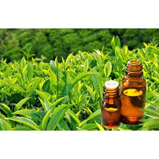 Tinh Dầu Trà Xanh Lọ 10ml