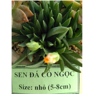 Sen đá cỏ ngọc - size nhỏ (5-8cm)