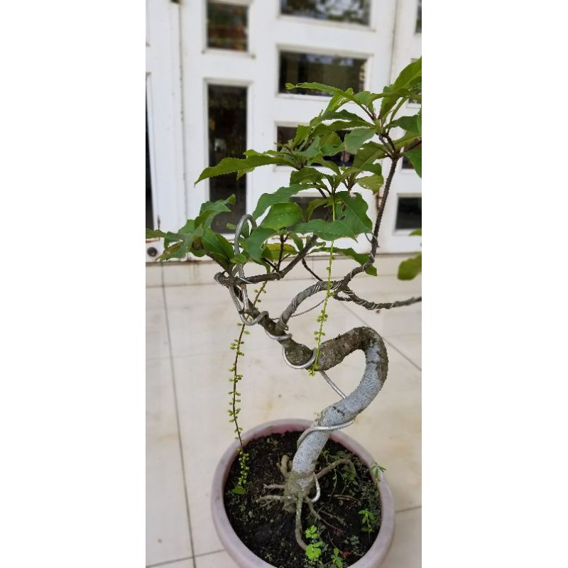 Lộc vừng bonsai Cây cảnh mini đẹp hoa đỏ và hồng