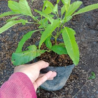 Cây hoàng yến, chuông vàng