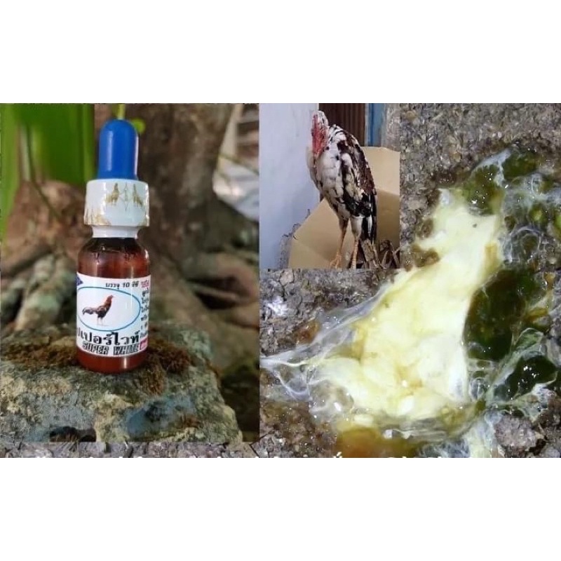 Trị phân xanh,phân trắng cho gà