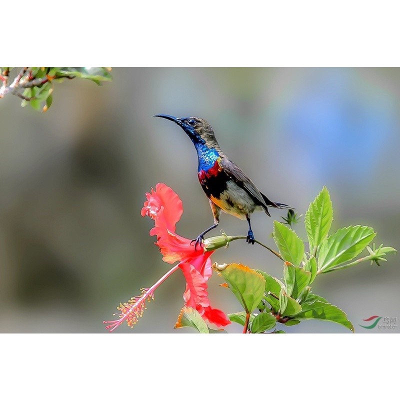 Cóng chống vảy cám khuyên-hút mật