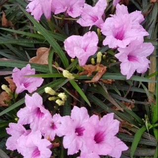 Cây dạ yến thảo Mexico(sẵn nụ,cây như hình 4,5)