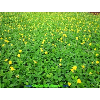 CÂY CỎ LẠC ( CÓ BẦU ĐẤT)