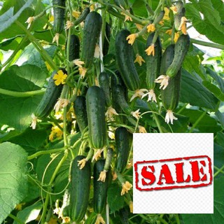 Gói 30 hạt giống dưa chuột bao tử SALE