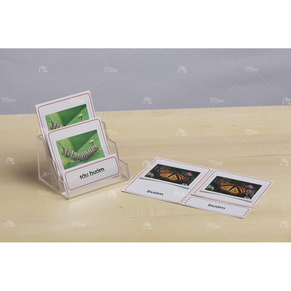 Thẻ 3 phần gọi tên các giai đoạn trong vòng đời của Bướm Tiếng Việt - Giáo cụ Montessori - Mira Toys