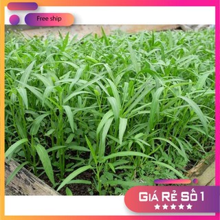 Giống rau muống (100g)