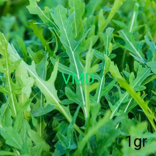 Hạt giống Rau Thơm Wild Rocket