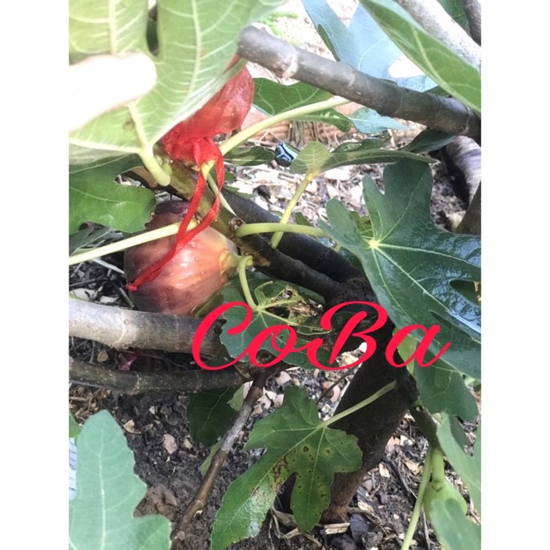 cây giống sung mỹ(camy/brown turkey)