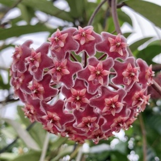 Cẩm cù Hoya Pubicalyx pink silver hoa thơm
