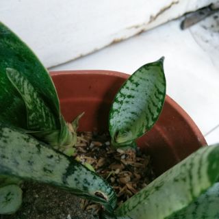 Cây lưỡi hổ