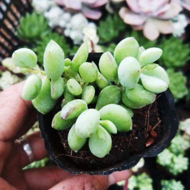 Sen sỏi dây, hạt lựu