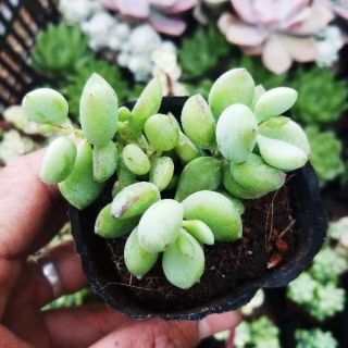 Sen sỏi dây, hạt lựu