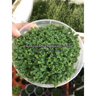 DƯƠNG XỈ QUYỂN BÁ MỐC TRẢI NỀN HỒ THUỶ SINH BÁN CẠN - THẢM NỀN HỒ BÁN CẠN SIÊU ĐẸP