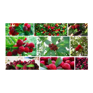 Cây giống thanh mai, cây giống nhập khẩu nguyên cây 100%