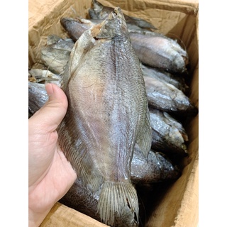 500gram khô cá sặc bổi vị lạt size 10 con 1kg phơi khô 3.5 nắng