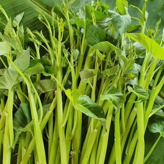Hạt giống rau muống nước siêu ngọn Thái lan F1 Rau củ quả trồng sân thượng, tại vườn, ban công.