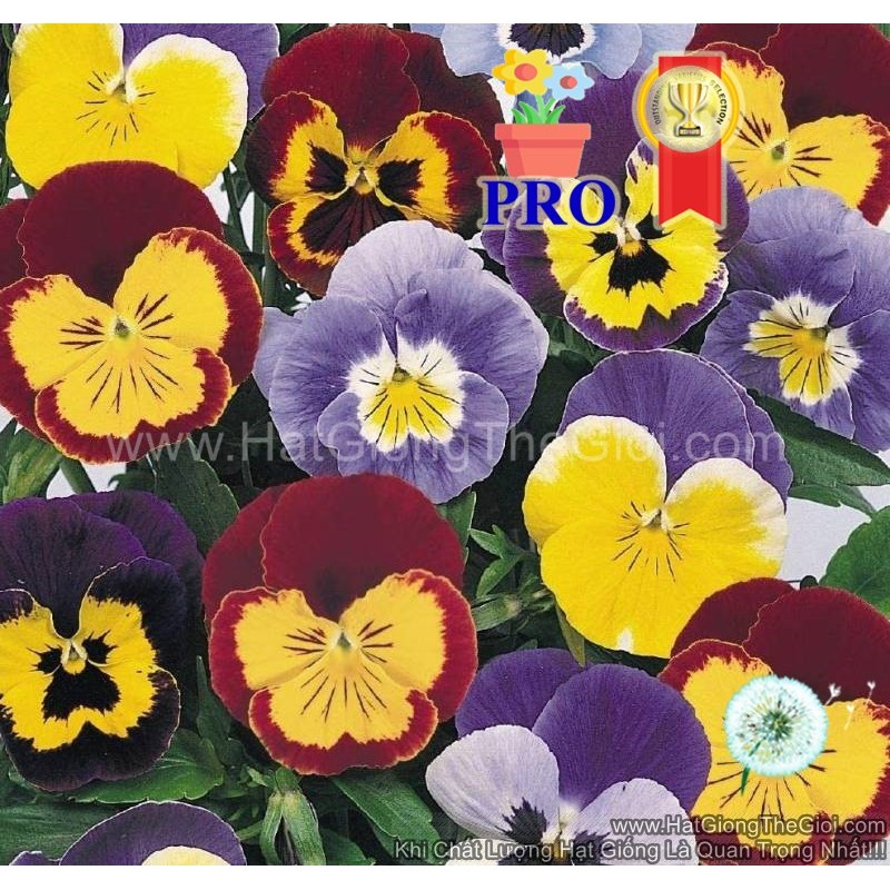 15h Hạt Giống Hoa Pansy Joker Vui Vẻ F1Mix (TLB2| -KD: B36*X68*M235)