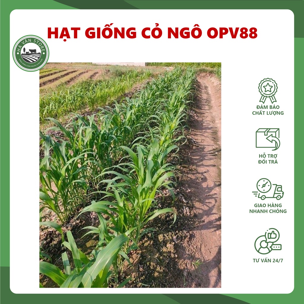 Hạt giống cỏ ngô Opv 88 gói 10g - Hà Vân Store