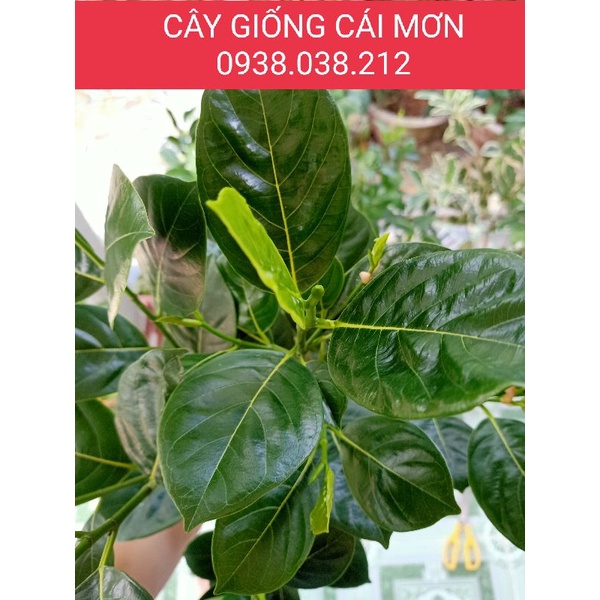 CÂY GIỐNG MÍT KHÔNG HẠT