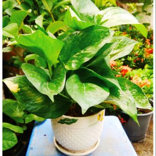 Trầu Bà Chậu Sứ  để bàn