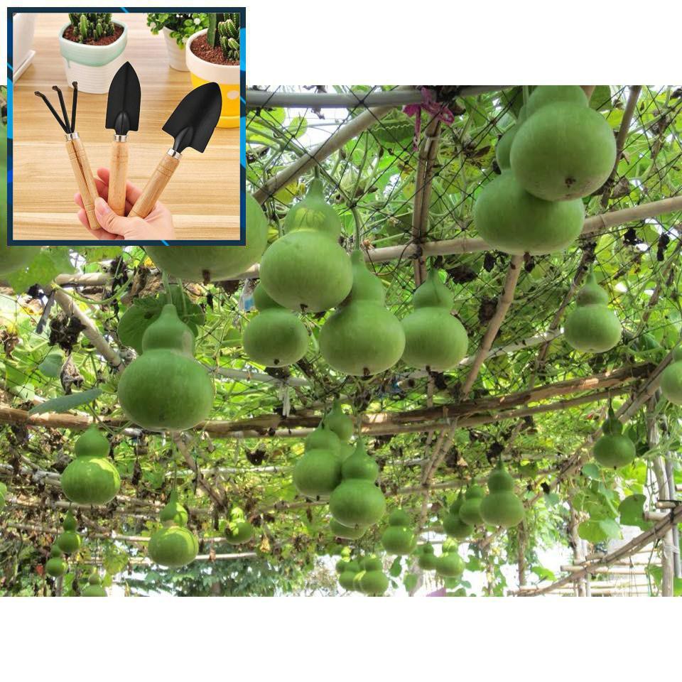 Hạt giống Bầu Hồ Lô 10 Hạt TẶNG BỘ LÀM VƯƠN MINI
