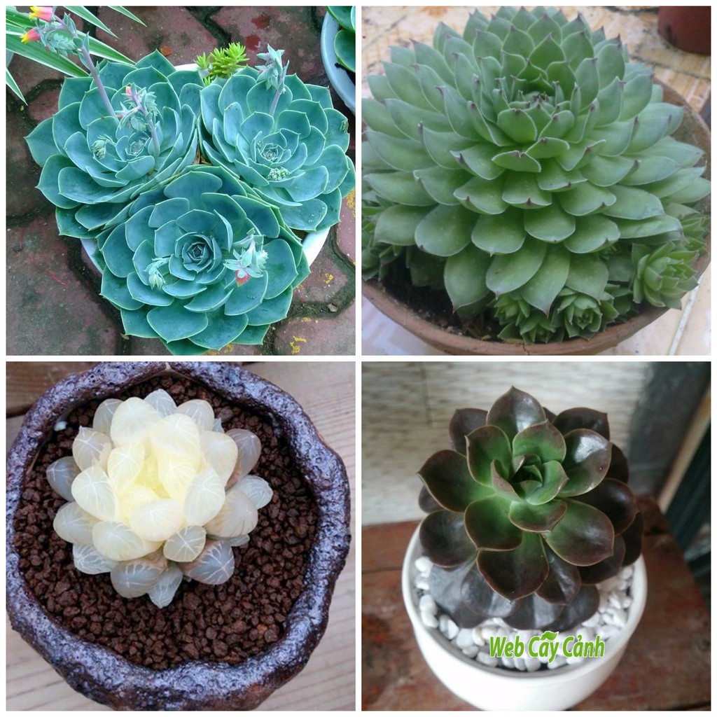 Hạt Giống Hoa Sen Đá 20 Hạt