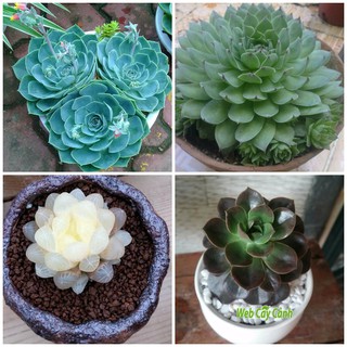Hạt Giống Hoa Sen Đá 20 Hạt