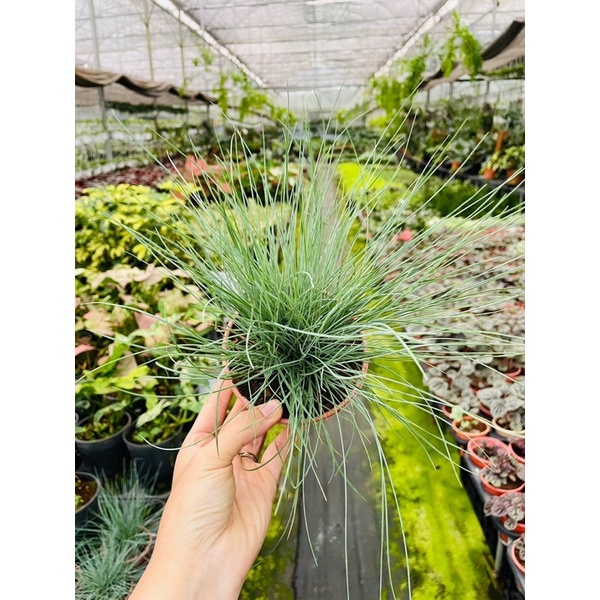 Chậu cứng Cỏ Tuyết, đẹp, ánh bạc
