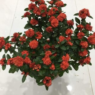 Trang Pháp.... đang nở hoa như hình.