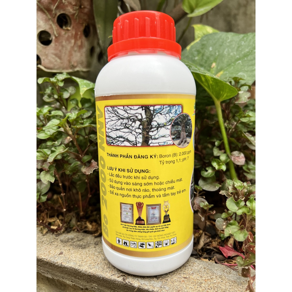 Phân Bón Mập Thân Nở Đế Chuyên Mai Vàng Max Root Chai 0,5 Lít